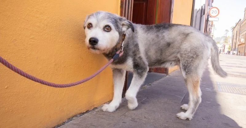 How to Build Confidence in a Shy Pet: Effective Tips and Techniques