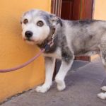 How to Build Confidence in a Shy Pet: Effective Tips and Techniques