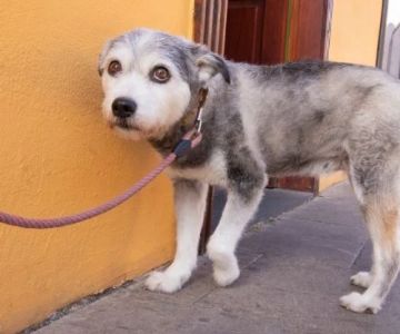 How to Build Confidence in a Shy Pet: Effective Tips and Techniques