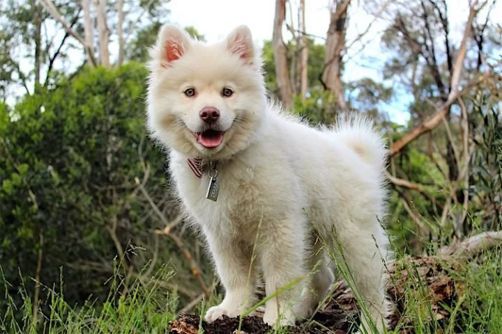 How Climate Change Is Affecting Pet Health Today | Pet & Puppy