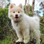 How Climate Change Is Affecting Pet Health Today | Pet & Puppy