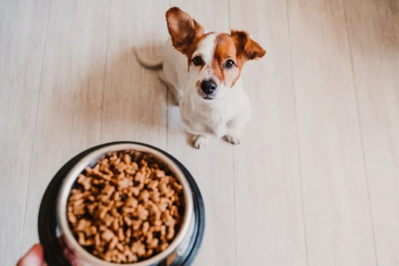 Transitioning Pets to a New Brand: Timelines & Guidelines