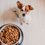 Transitioning Pets to a New Brand: Timelines & Guidelines