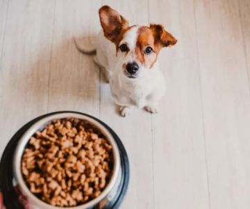 Transitioning Pets to a New Brand: Timelines & Guidelines