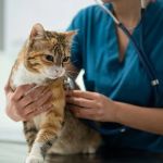 Understanding Cat Urinary Tract Infections: Symptoms, Treatment & Prevention