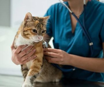 Understanding Cat Urinary Tract Infections: Symptoms, Treatment & Prevention