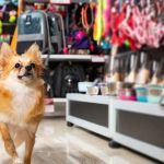 The Hidden Dangers in Common Pet Supplies: What You Need to Know
