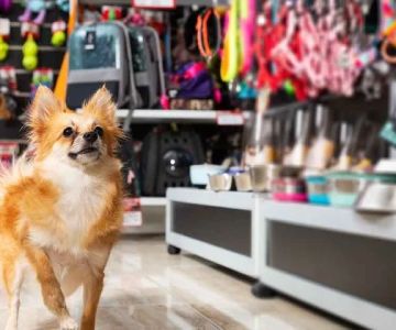 The Hidden Dangers in Common Pet Supplies: What You Need to Know
