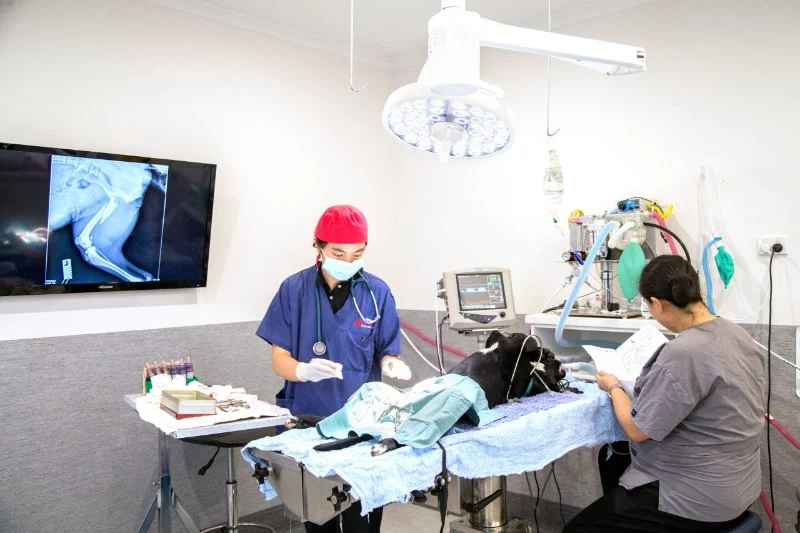 Behind the Scenes of a Veterinary Clinic: What Happens in 24 Hours