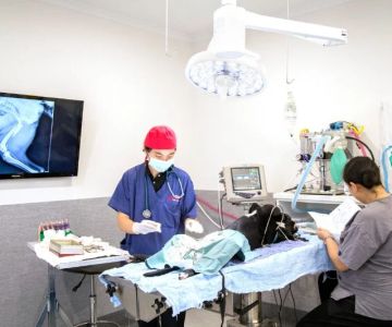 Behind the Scenes of a Veterinary Clinic: What Happens in 24 Hours