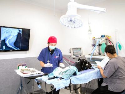 Behind the Scenes of a Veterinary Clinic: What Happens in 24 Hours
