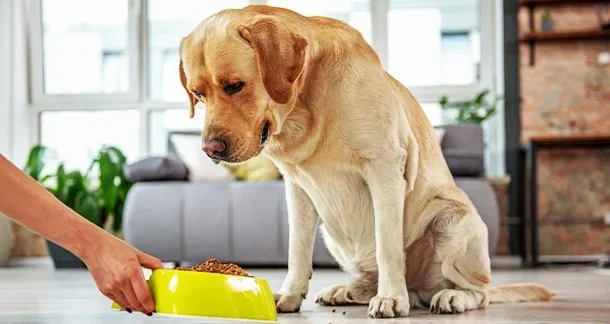 How to Choose the Right Pet Supplement Brand: Essential Tips for Pet Owners