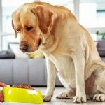 How to Choose the Right Pet Supplement Brand: Essential Tips for Pet Owners