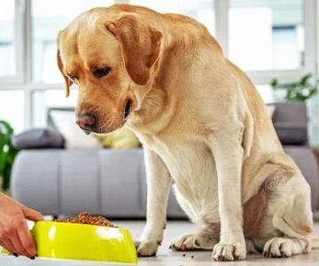 How to Choose the Right Pet Supplement Brand: Essential Tips for Pet Owners