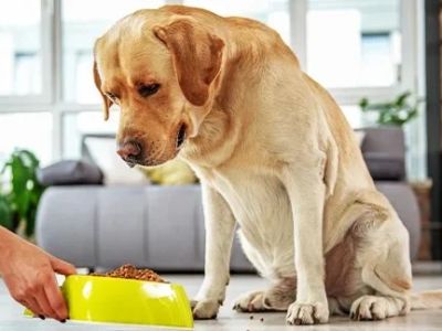 How to Choose the Right Pet Supplement Brand: Essential Tips for Pet Owners
