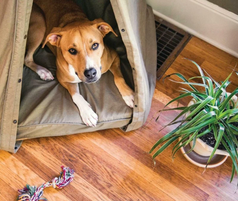 How to Train Your Dog to Be Alone at Home: Expert Tips and Strategies