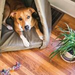 How to Train Your Dog to Be Alone at Home: Expert Tips and Strategies