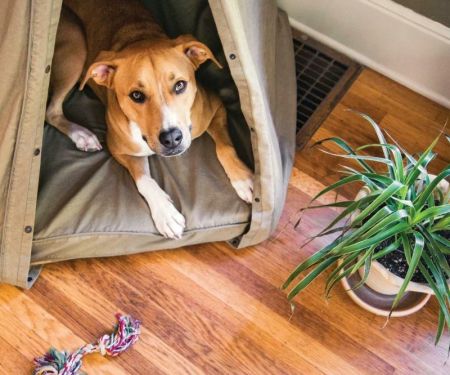 How to Train Your Dog to Be Alone at Home: Expert Tips and Strategies