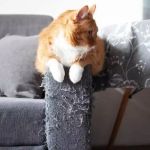How to Stop Cats from Scratching Furniture: Effective Tips and Products