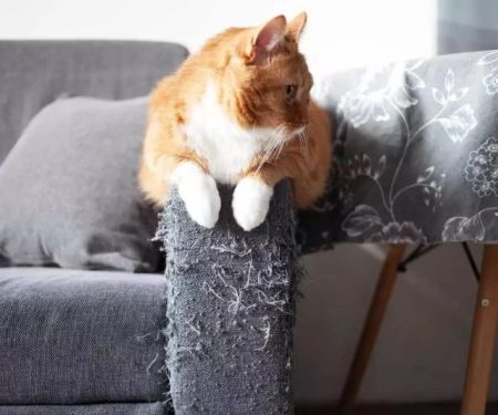 How to Stop Cats from Scratching Furniture: Effective Tips and Products