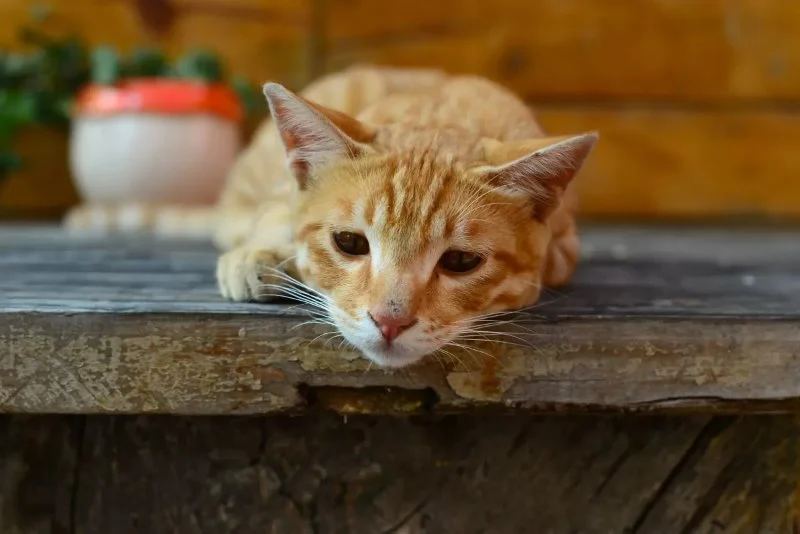 Panleukopenia (Distemper) in Cats: Prevention & Signs You Should Know