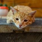 Panleukopenia (Distemper) in Cats: Prevention & Signs You Should Know
