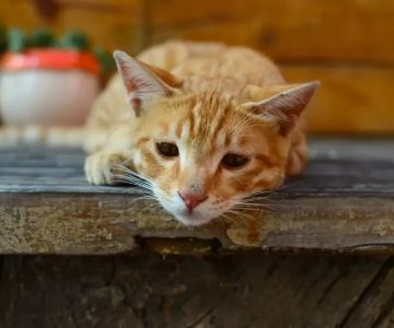 Panleukopenia (Distemper) in Cats: Prevention & Signs You Should Know