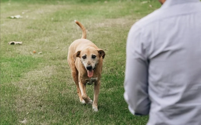 Using Positive Reinforcement vs Punishment in Pet Training: What You Need to Know