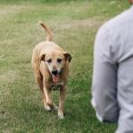 Using Positive Reinforcement vs Punishment in Pet Training: What You Need to Know