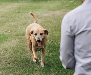Using Positive Reinforcement vs Punishment in Pet Training: What You Need to Know