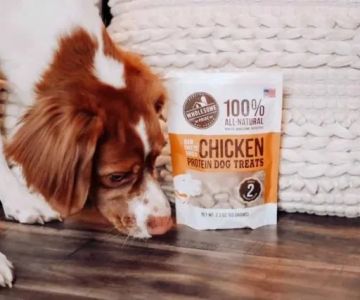 Are Grain-Free Formulas Safe for Pets? What You Should Know