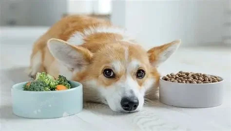 The Impact of Diet on Pet Skin & Coat Health: How Nutrition Influences Fur Quality