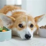 The Impact of Diet on Pet Skin & Coat Health: How Nutrition Influences Fur Quality