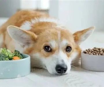 The Impact of Diet on Pet Skin & Coat Health: How Nutrition Influences Fur Quality