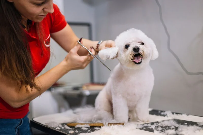 Best Practices for Pet Grooming Frequency by Breed: Keeping Your Pet’s Coat Healthy
