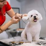 Best Practices for Pet Grooming Frequency by Breed: Keeping Your Pet’s Coat Healthy