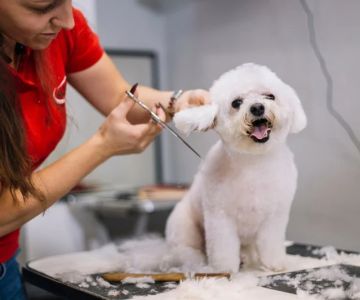 Best Practices for Pet Grooming Frequency by Breed: Keeping Your Pet’s Coat Healthy