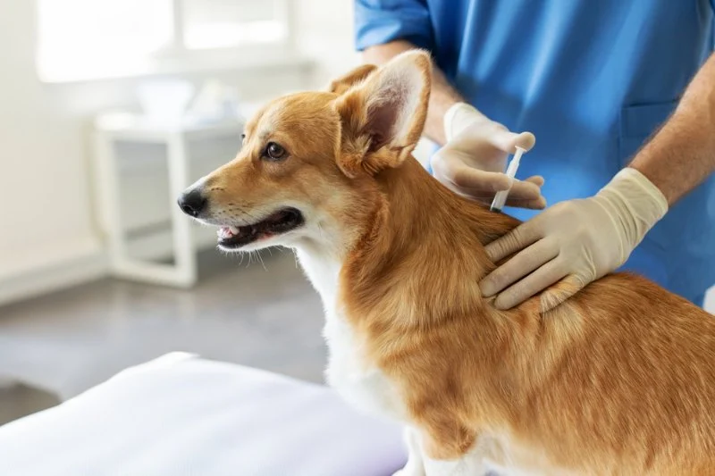 Pet Vaccination Schedule: Essential Shots Your Pet Needs to Stay Healthy