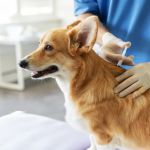 Pet Vaccination Schedule: Essential Shots Your Pet Needs to Stay Healthy