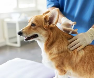 Pet Vaccination Schedule: Essential Shots Your Pet Needs to Stay Healthy
