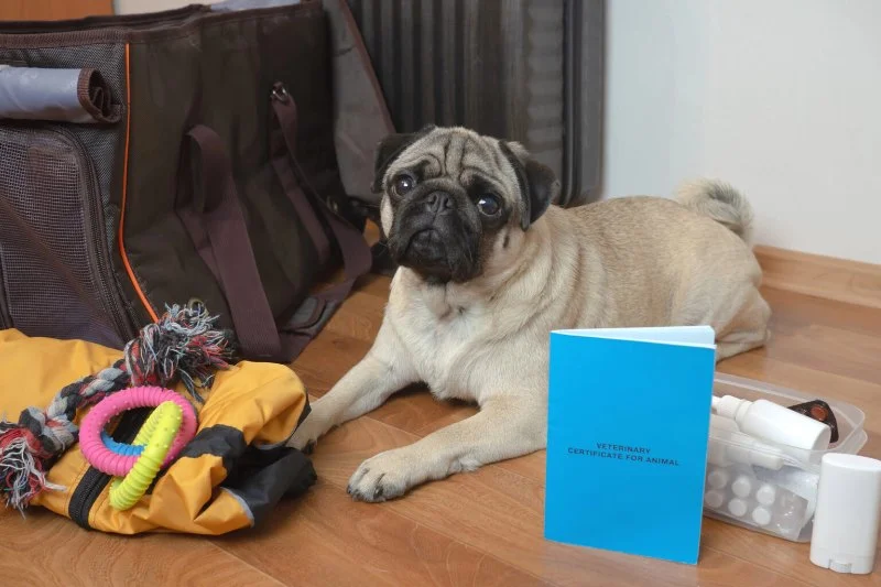 How to Build a Pet Emergency Kit: Essentials You Need