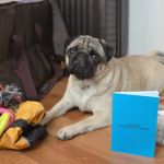 How to Build a Pet Emergency Kit: Essentials You Need