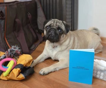 How to Build a Pet Emergency Kit: Essentials You Need