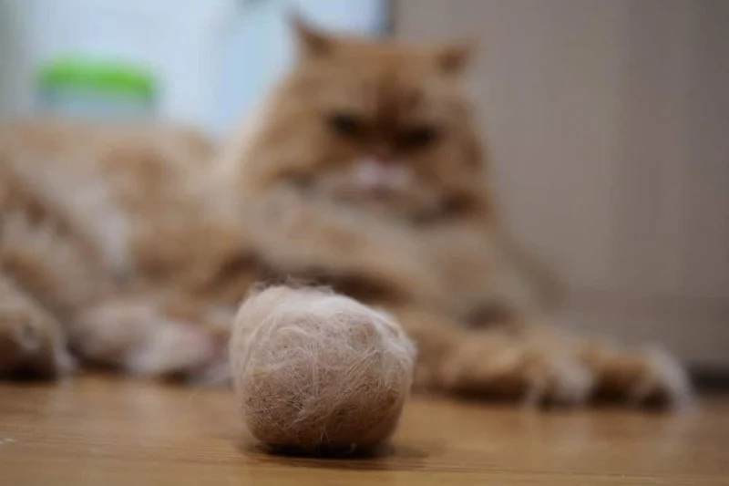 Cat Hairballs: How to Prevent and Manage Them Effectively