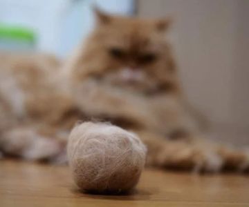 Cat Hairballs: How to Prevent and Manage Them Effectively