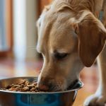 Dangerous Foods for Pets: What to Avoid Feeding and How to Keep Your Pet Safe