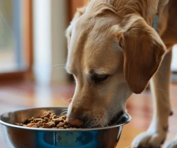 Dangerous Foods for Pets: What to Avoid Feeding and How to Keep Your Pet Safe