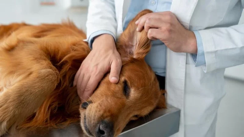 How to Detect & Manage Pet Ear Tumors: Signs, Treatment & Care