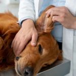 How to Detect & Manage Pet Ear Tumors: Signs, Treatment & Care
