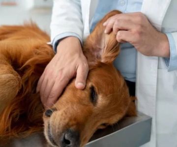 How to Detect & Manage Pet Ear Tumors: Signs, Treatment & Care